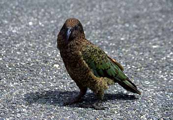 Fiordland, New Zealand, Jacek Piwowarczyk, 2002