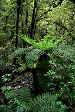 Fiordland, New Zealand, Jacek Piwowarczyk, 2002