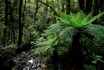 Fiordland, New Zealand, Jacek Piwowarczyk, 2002