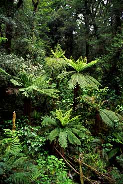 Fiordland, New Zealand, Jacek Piwowarczyk, 2002