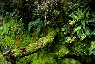 Fiordland, New Zealand, Jacek Piwowarczyk, 2002