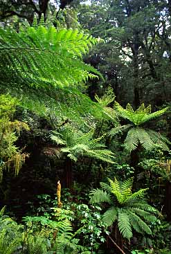 Fiordland, New Zealand, Jacek Piwowarczyk, 2002