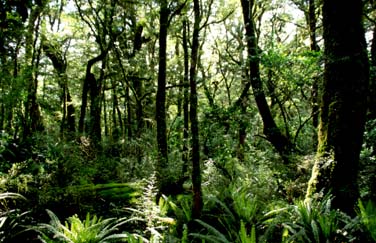 Fiordland, New Zealand, Jacek Piwowarczyk, 2002