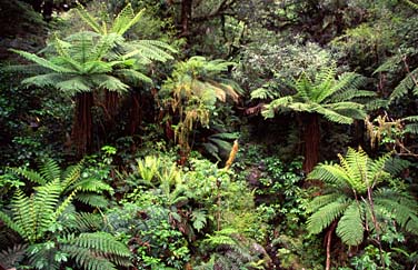 Fiordland, New Zealand, Jacek Piwowarczyk, 2002