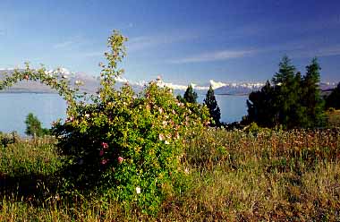 Lake Pukaki, New Zealand, Jacek Piwowarczyk, 2002