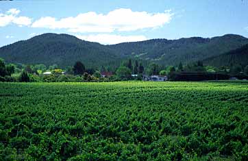 Linden Estate, New Zealand, Jacek Piwowarczyk, 2002