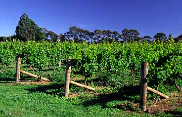 Marlborough, New Zealand, Jacek Piwowarczyk, 2002