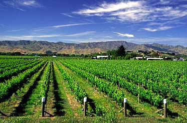 Marlborough, New Zealand, Jacek Piwowarczyk, 2002