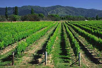 Marlborough, New Zealand, Jacek Piwowarczyk, 2002