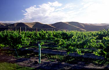 Marlborough, New Zealand, Jacek Piwowarczyk, 2002