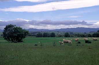 Martinborough, New Zealand, © Jacek Piwowarczyk  2002