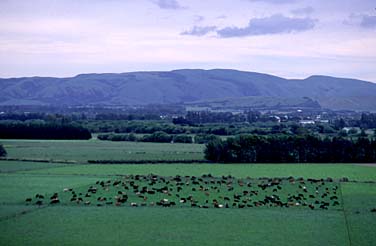 Martinborough, New Zealand, © Jacek Piwowarczyk  2002