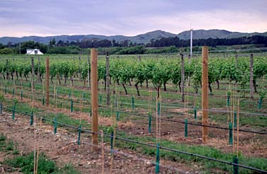 Martinborough, New Zealand, © Jacek Piwowarczyk  2002