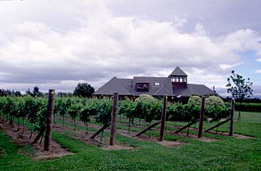 Martinborough, New Zealand, © Jacek Piwowarczyk  2002