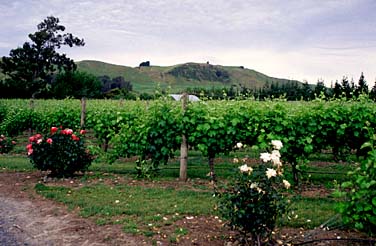 Martinborough, New Zealand, © Jacek Piwowarczyk  2002