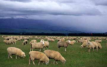 Queenstown to Fiordland, New Zealand, Jacek Piwowarczyk, 2002