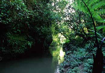 Waitomo Caves, New Zealand, Jacek Piwowarczyk, 2002