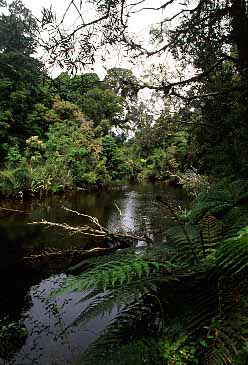 West Coast, New Zealand, Jacek Piwowarczyk, 2002