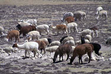 Altiplano, Peru, Jacek Piwowarczyk, 1998