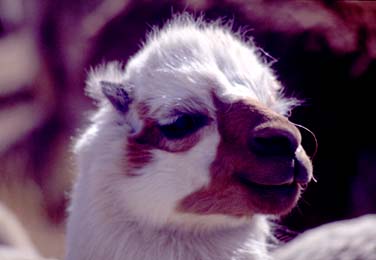 Colca Valley, Peru, Jacek Piwowarczyk, 1998