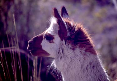 Colca Valley, Peru, Jacek Piwowarczyk, 1998