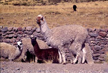 Colca Valley, Peru, Jacek Piwowarczyk, 1998