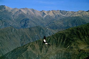 Canyon Colca, Peru, Jacek Piwowarczyk, 1998