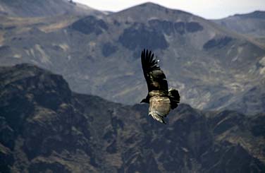 Canyon Colca, Peru, Jacek Piwowarczyk, 1998