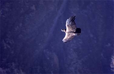 Colca Valley, Peru, Jacek Piwowarczyk, 1998