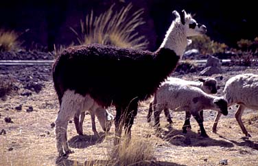 Colca Valley, Peru, Jacek Piwowarczyk, 1998