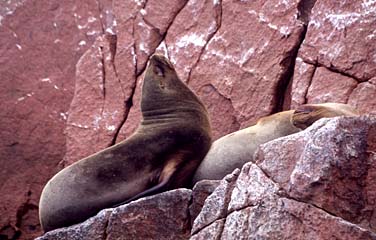 Ballestas Islands, Paracas, Peru, Jacek Piwowarczyk, 1998 