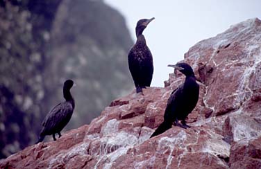 Ballestas Islands, Paracas, Peru, Jacek Piwowarczyk, 1998 