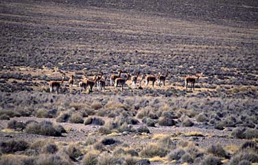 Altiplano, Peru, Jacek Piwowarczyk, 1998