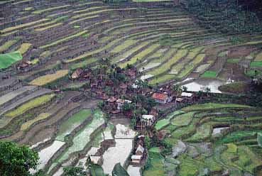 Batad, Luzon, Philippunes, Jacek Piwowarczyk 1993