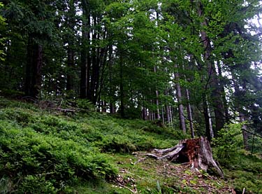 Istebna, Beskid Slaski, Poland, Jacek Piwowarczyk, 2008