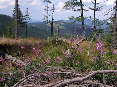 Istebna - Stozek Trail, Beskid Slaski, Poland, Jacek Piwowarczyk, 2008