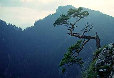 Pieniny, Poland, Jacek Piwowarczyk