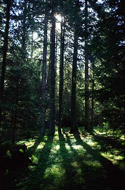 Dolina Chocholowska, Tatra Mountains, Poland, Jacek Piwowarczyk, 2005