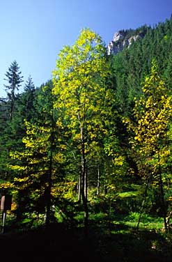 Dolina Chocholowska, Tatra Mountains, Poland, Jacek Piwowarczyk, 2005