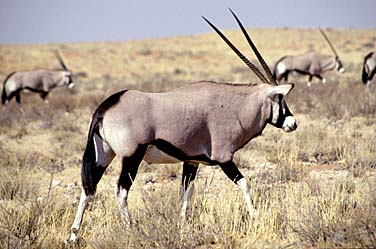 Kalahari Gemsbok National Park, South Africa, Jacek Piwowarczyk, 1994