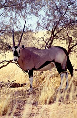 Kalahari Gemsbok National Park, South Africa, Jacek Piwowarczyk, 1994