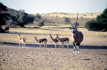 Kalahari Gemsbok National Park, South Africa, Jacek Piwowarczyk, 1994