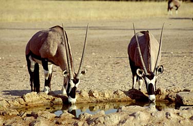 Kalahari Gemsbok National Park, South Africa, Jacek Piwowarczyk, 1994