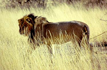 Kalahari Gemsbok National Park, South Africa, Jacek Piwowarczyk, 1994