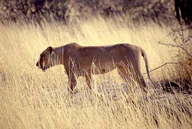 Kalahari Gemsbok National Park, South Africa, Jacek Piwowarczyk, 1994