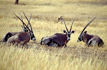 Kalahari Gemsbok National Park, South Africa, Jacek Piwowarczyk, 1994