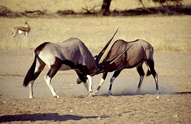 Kalahari Gamesbok National Park