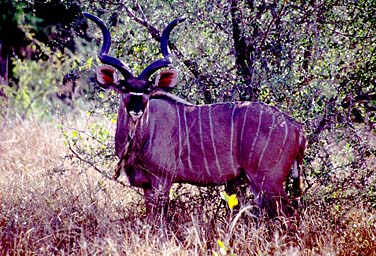 Kruger National Park, South Africa, Jacek Piwowarczyk, 1994