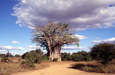 Kruger National Park, South Africa, Jacek Piwowarczyk, 1994