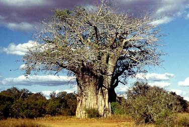 Kruger National Park, South Africa, Jacek Piwowarczyk, 1994